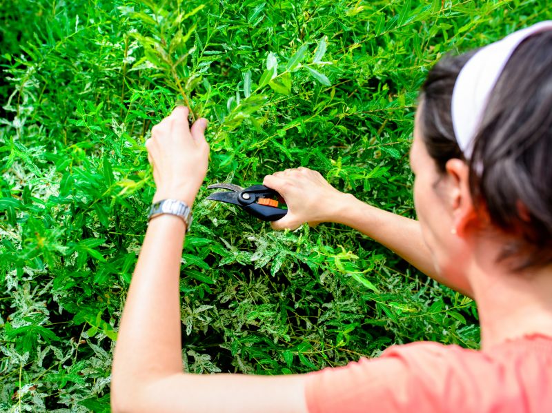 Willow Trimming Service