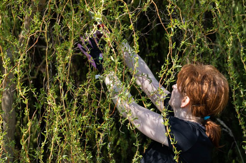 Willow Trimming