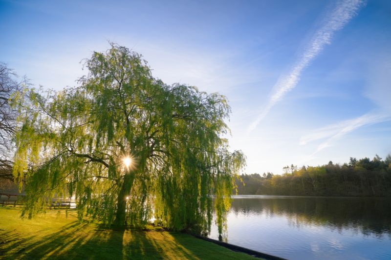 Willow Trimming