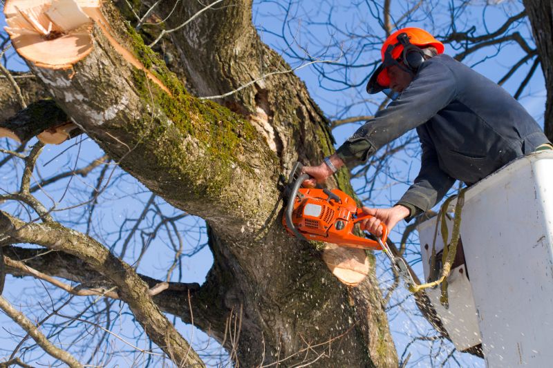 Cherry Tree Removal in Aiken, SC