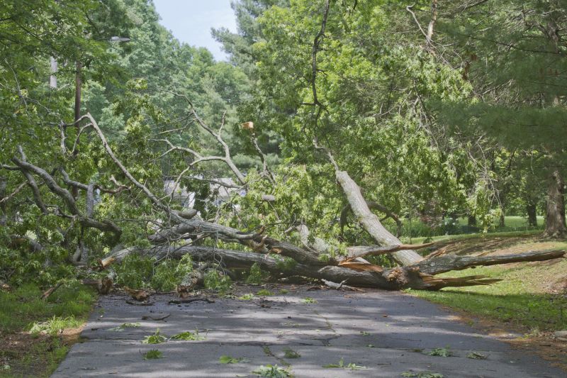 Fallen Tree Blocking Driveway