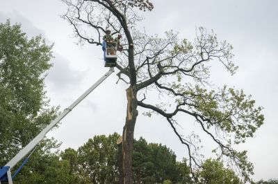 Large Tree Being Removed