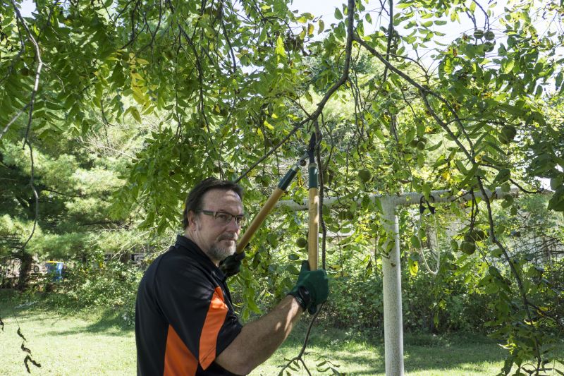 The Importance Of Regular Tree Trimming For Property Safety