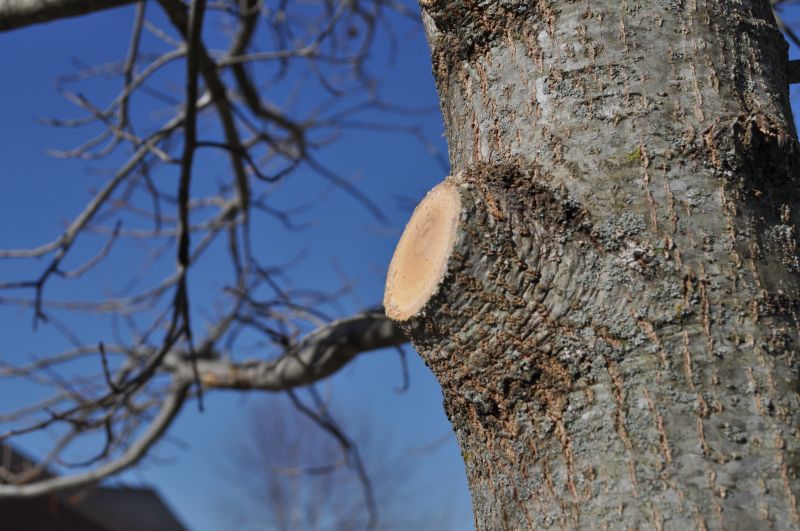 Tree Canopy Thinning in Allentown, PA