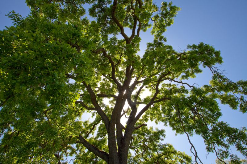 Tree Canopy Thinning in Doylestown, PA