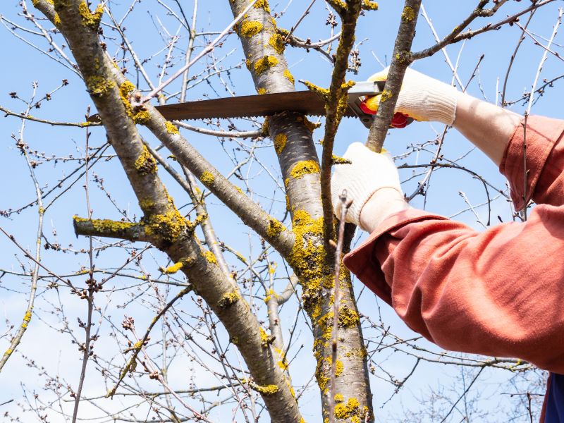 Pruning for Tree Health