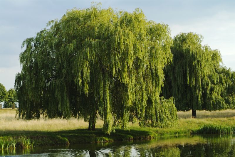 Willow Trimming