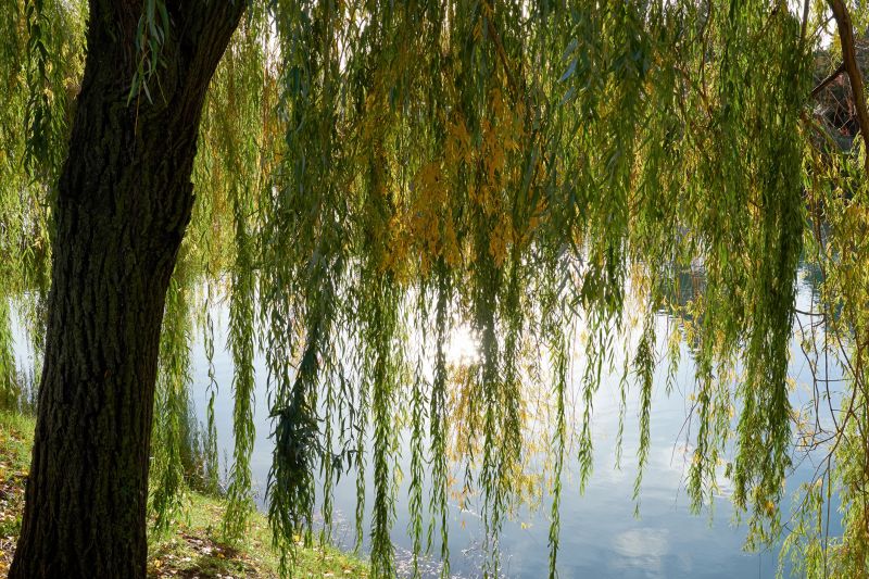 Willow Trimming