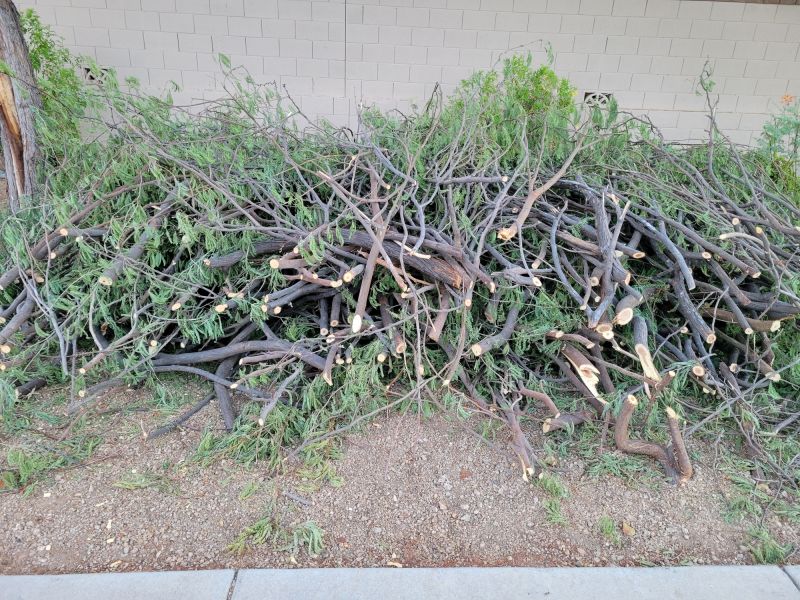 Willow Trimming in Winter