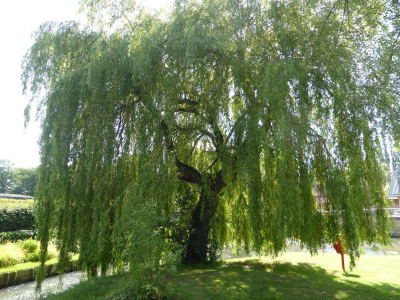 Fresh Willow Trimmings